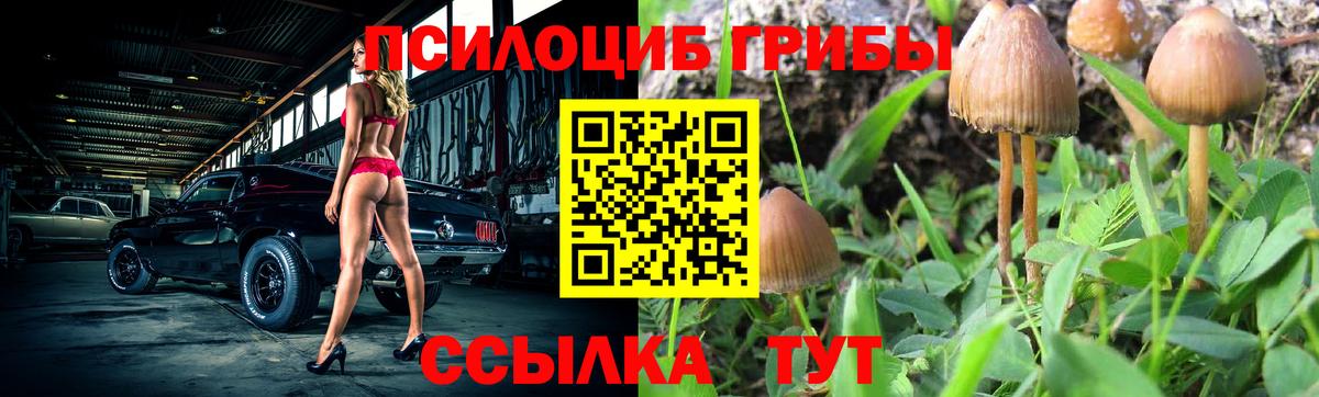 Галлюциногенные грибы Psilocybe Бузулук